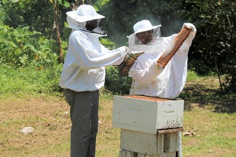 Bee Keepers - Jennifer Himmelstein, ACDI/VOCA, Jamaica