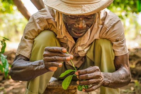 Grafting mango, Kenya. Katie G. Nelson, RTI International