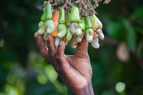 Cashew apples - Joseph Ahissou, TechnoServe Benin
