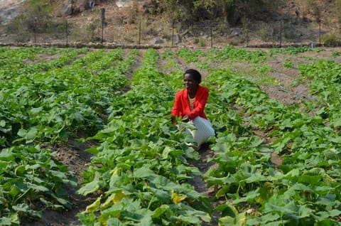 Ashley Herron, CNFA Amalima Project