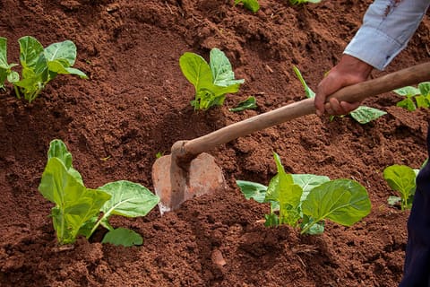 Digging
