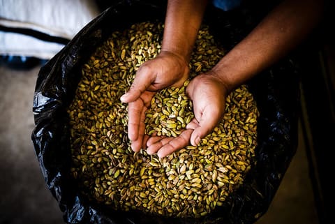 Cardamom