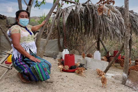 Poultry_2