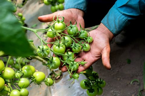 Tomatoes