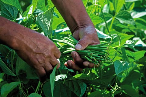Green_Beans
