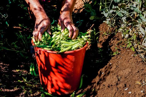 green_beans_2