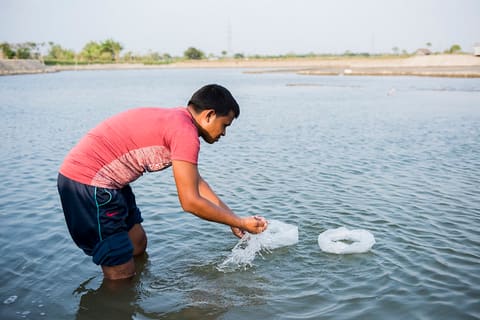 4. Farmer stocking SPF PL in his gher