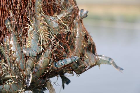 6. SPF in the net