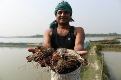 Farmers with SPF shrimp 2