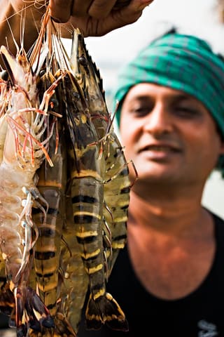 A  farmer is happy with his SPF shrimp production in Bagerhat