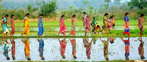Women Walking Across Rice Paddy in India