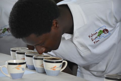 Congolese coffee rises again