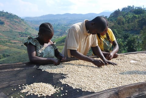 Congolese coffee rises again