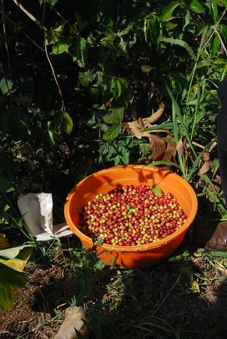 Congolese coffee rises again