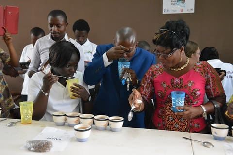 Congolese coffee rises again