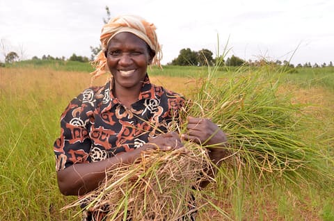 Mary Atieno, a dairy farmer from Kwanza grows various types of fodder such as Boma Rhodes, Guatemala, Nelicalo -upland rice and Lucern to improve the nutrition of her dairy animals and boost milk production.