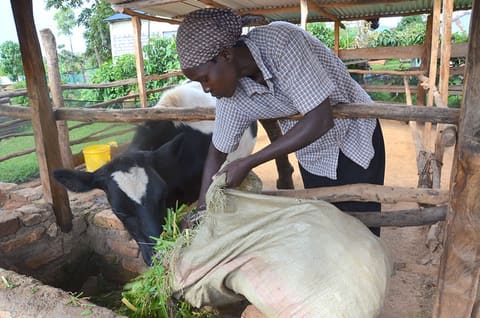 Mary Adhiambo dairy farmer using the Zerofly technology in Marera , Rongo subcounty , Migori county. She has realised an increase in milk production through this technology.