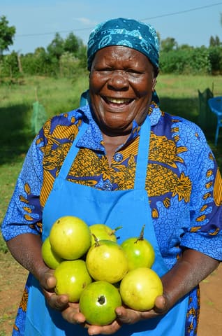 Mama Rosa Adhiambo Okelo of Yimbo fruits farmers SHG in her passion fruit farm, in Siaya county.