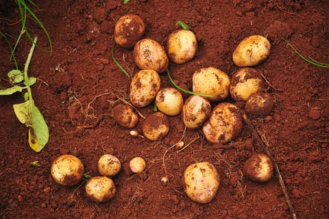 Irish potato tubors targeted per single plant.
