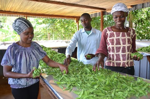 Jane Mei and Nipher Nelima Sangura grading snow peas produce at Kamutiong grading center