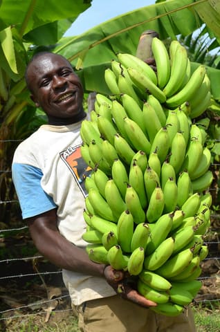A farmhand takes a banana branch to the rippening room  at Buogi Mak Buogi banana ripening store, in Homa Bay county.