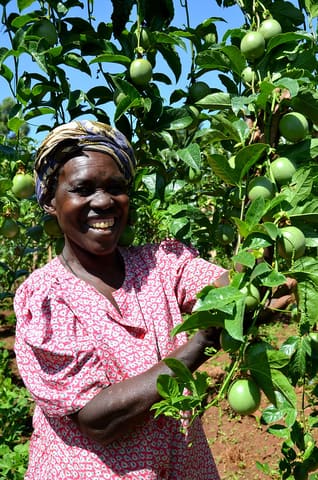 Concefta Boiyo working in their passion fruit farm.