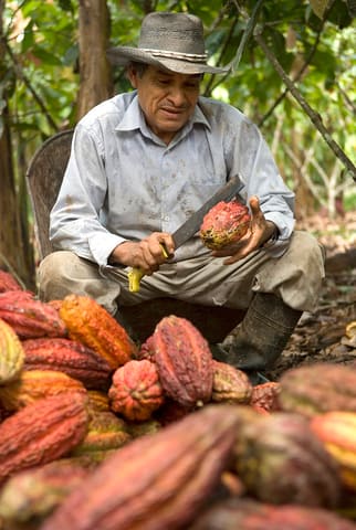 tocache_Cacao