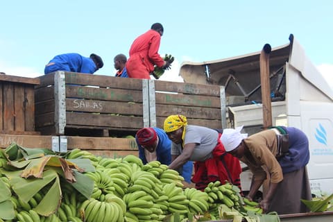 Banana Farmers in Honde Valley. June 2017. DHove, USAID.