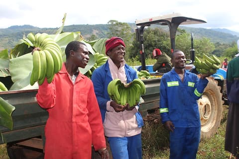 Banana Farmers in Honde Valley 2. June 2017. DHove, USAID.
