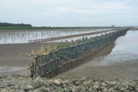 Mangrove Protection
