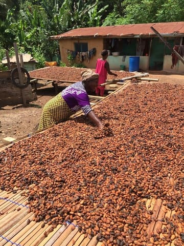 TGCC Ghana Cocoa Drying