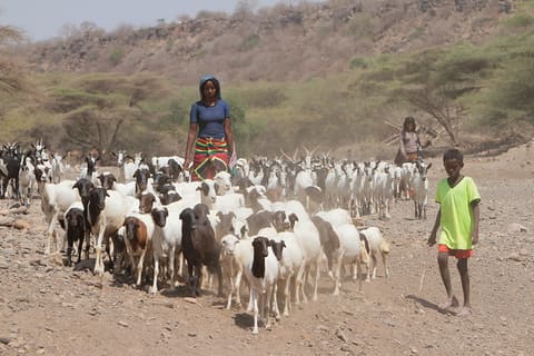 USAID_LAND_Ethiopia_2015-40.jpg