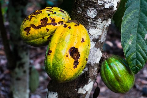 USAID_TGCC_Ghana_2017-31.jpg