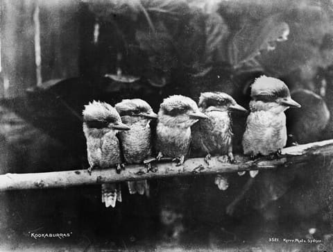 Kookaburras