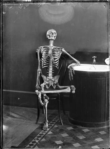 Portrait of an articulated skeleton on a bentwood chair