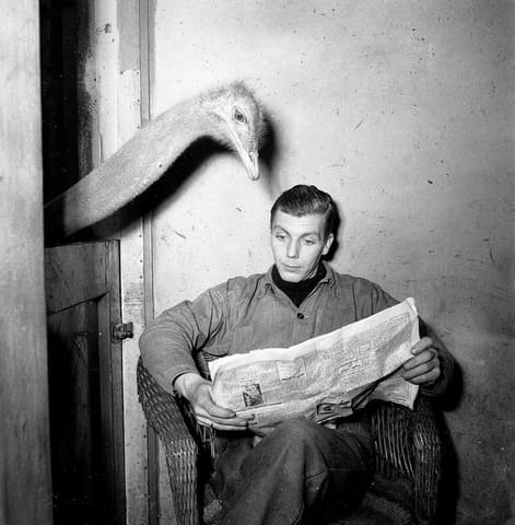 Artis. struisvogel leest krant van oppasser / Ostrich reads newspaper of caretaker