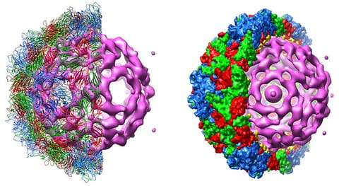 seneca virus