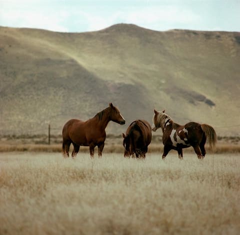 Horses