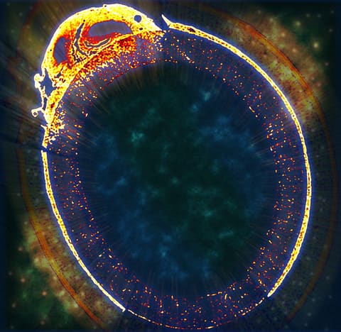 Learning How Microbes do Chemistry