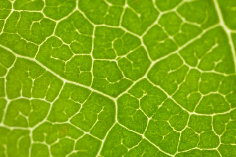 Close-up of a Populus leaf