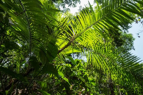 USAID Measuring Impact Conservation Enterprise Retrospective (Philippines; Nagkakaisang Tribu ng Palawan)
