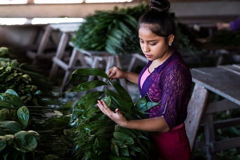 USAID Measuring Impact Conservation Enterprise Retrospective (Guatemala; Rainforest Alliance)