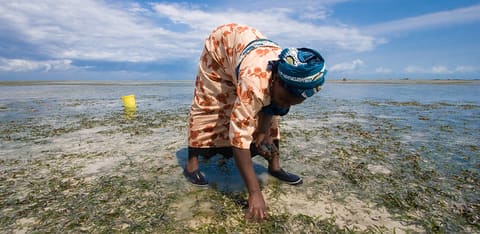 Woman Collecting Cockles in Zanzibar
