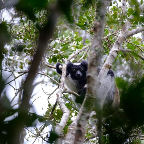 Andasibe Madagascar 1