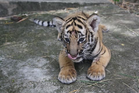 Tiger Cub