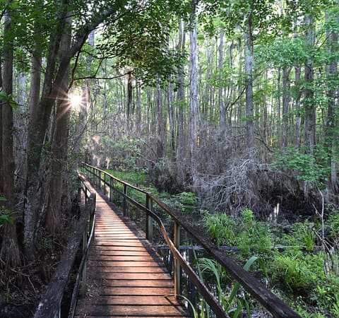 Morning Walk into the Swamp