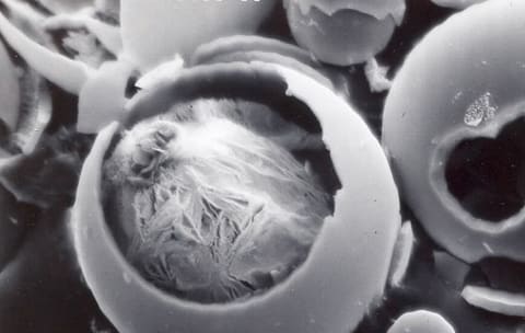 Cropped Hollow glass microspheres