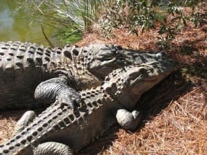 SREL's Stumpy and Mrs. Stumpy