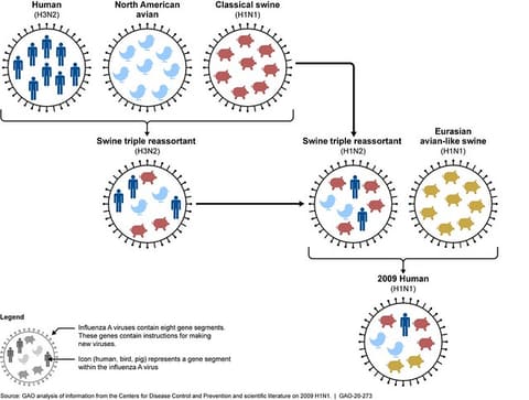 Figure 1: The Genetic Evolution of 2009 H1N1 Pandemic Influenza Virus