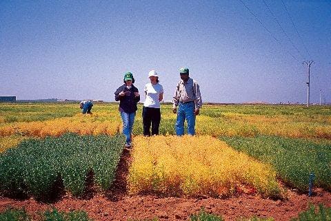 ICARDA field